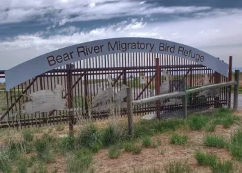 Bear River Migratory Bird Refuge Center - Top Sites - Brigham City, UT